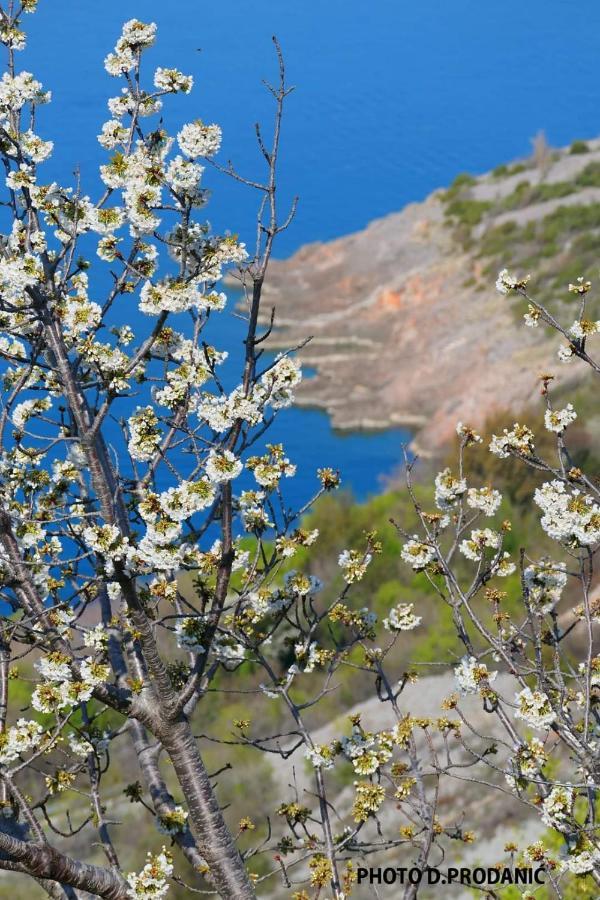 Apartman Bake Milke Senj  Buitenkant foto